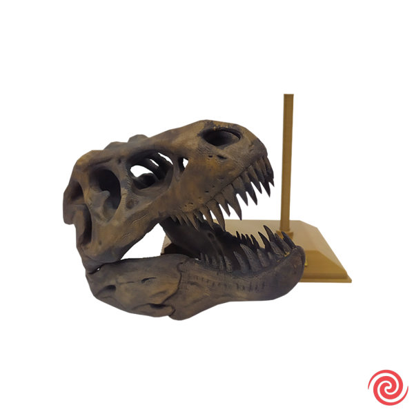 NUEVO 3D Figura Jurassic Park Craneo Museo T-Rex con Base