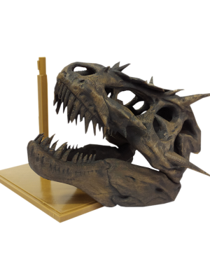 3D Figura Craneo Museo T-Rex Dragon con Base