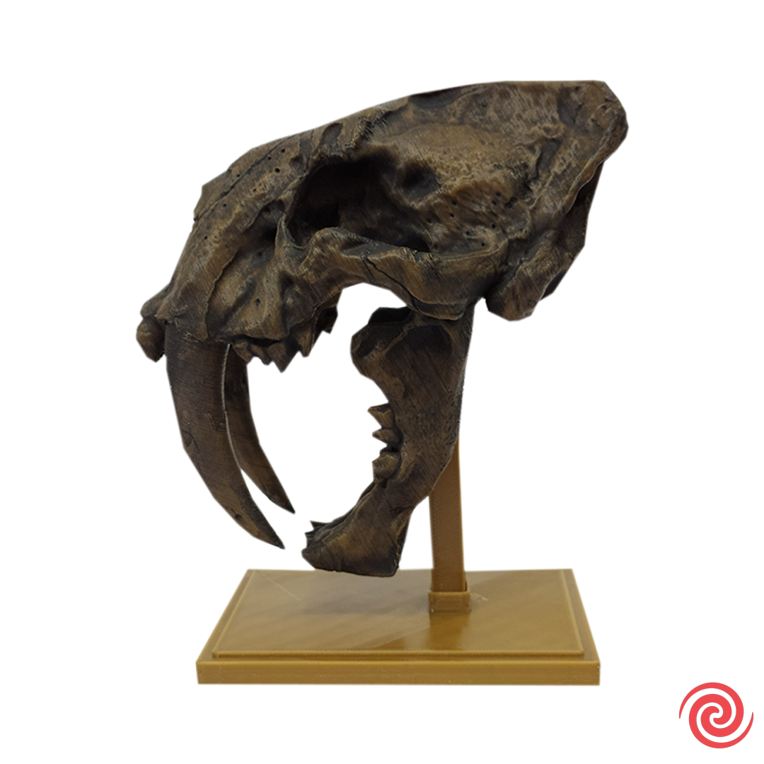 3D Figura Craneo Museo Tigre Dientes de Sable Con Base
