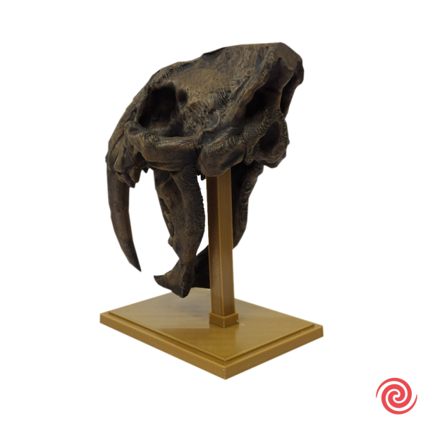 3D Figura Craneo Museo Tigre Dientes de Sable Con Base