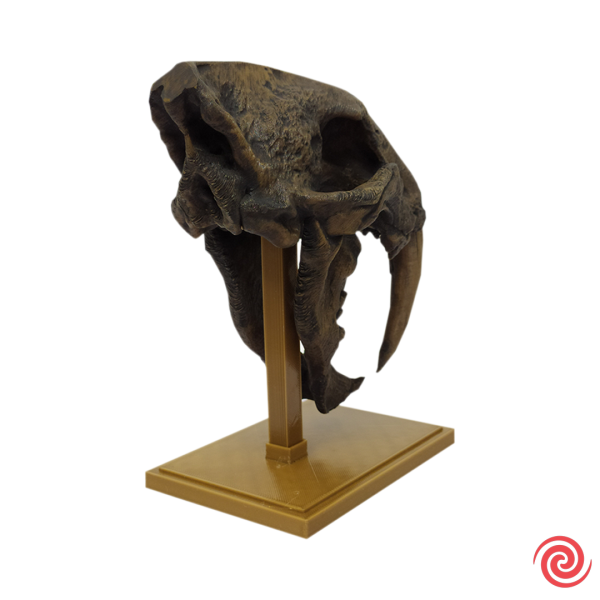 3D Figura Craneo Museo Tigre Dientes de Sable Con Base