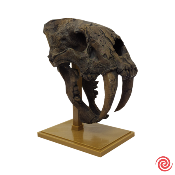 3D Figura Craneo Museo Tigre Dientes de Sable Con Base