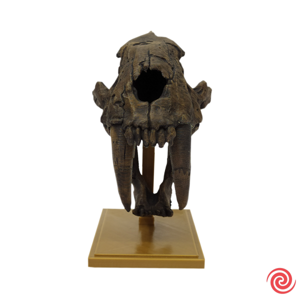 3D Figura Craneo Museo Tigre Dientes de Sable Con Base