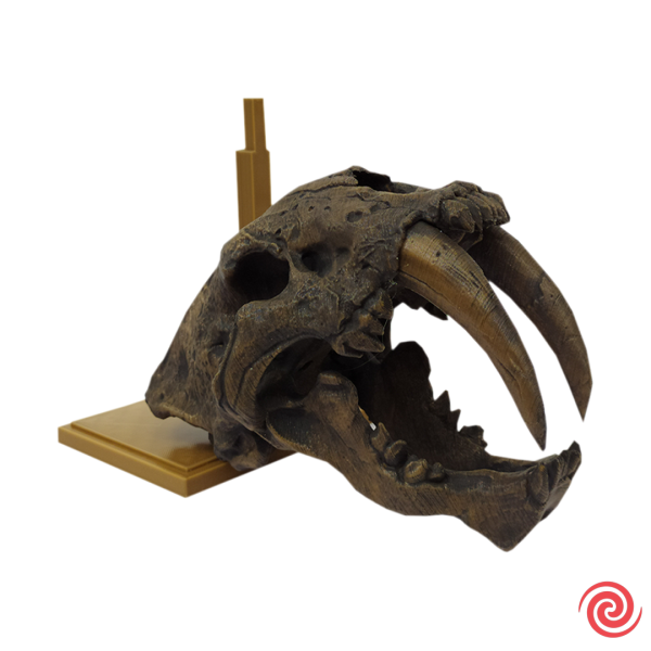 3D Figura Craneo Museo Tigre Dientes de Sable Con Base