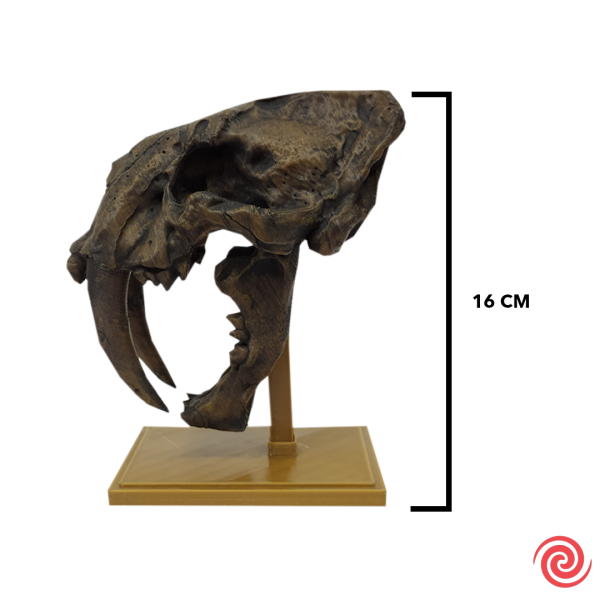 3D Figura Craneo Museo Tigre Dientes de Sable Con Base