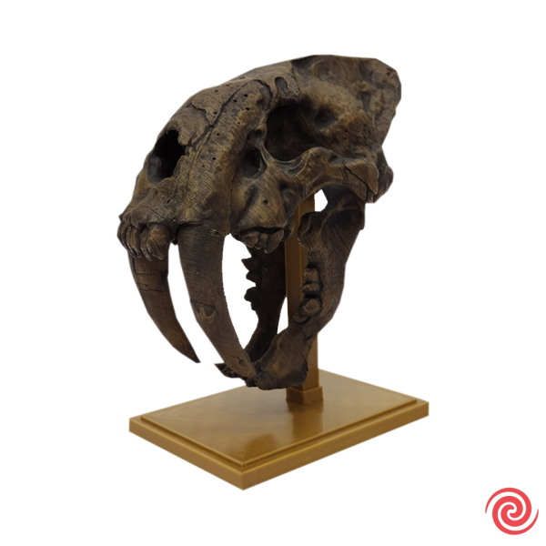 3D Figura Craneo Museo Tigre Dientes de Sable Con Base