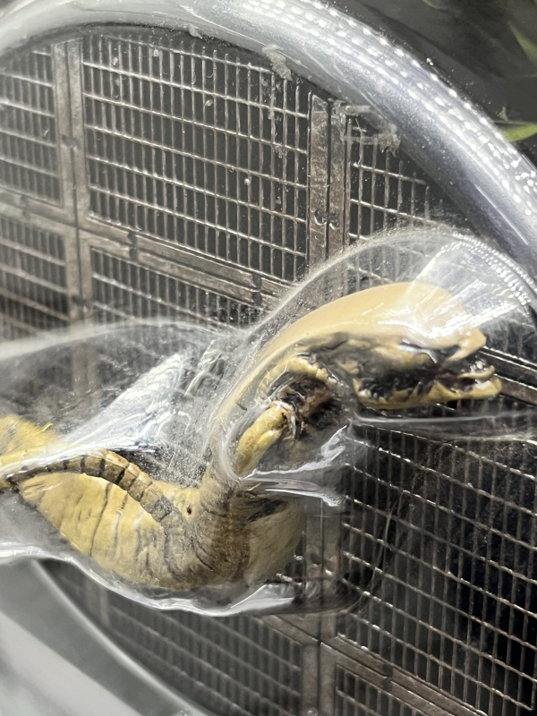 alien parasito