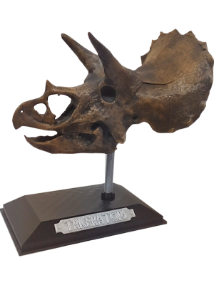 3D Figura Jurassic Park Craneo Museo Triceratops con Base