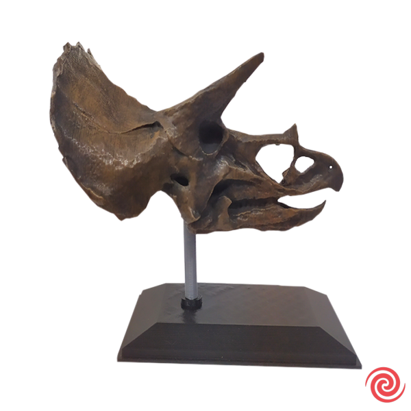3D Figura Jurassic Park Craneo Museo Triceratops con Base