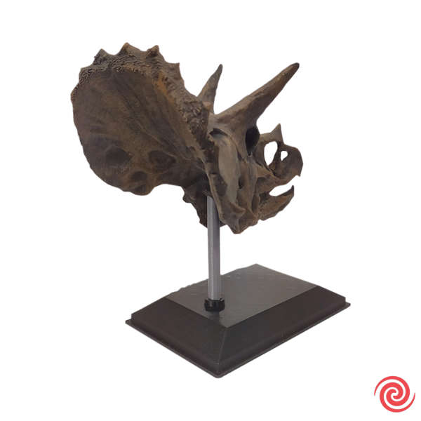 3D Figura Jurassic Park Craneo Museo Triceratops con Base
