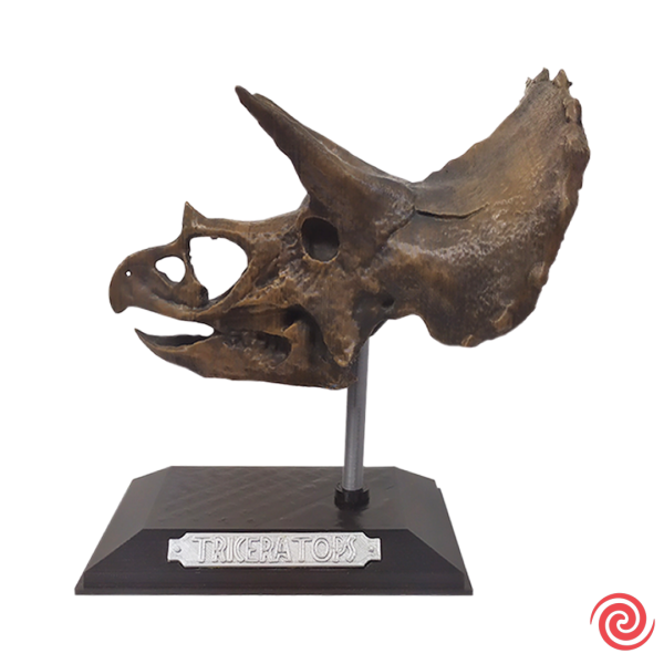 3D Figura Jurassic Park Craneo Museo Triceratops con Base