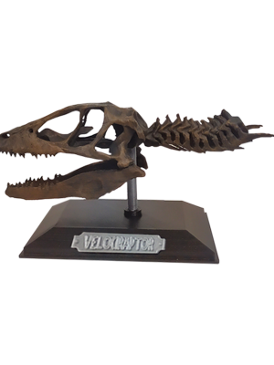 3D Figura Jurassic Park Craneo Museo Velociraptor con Base