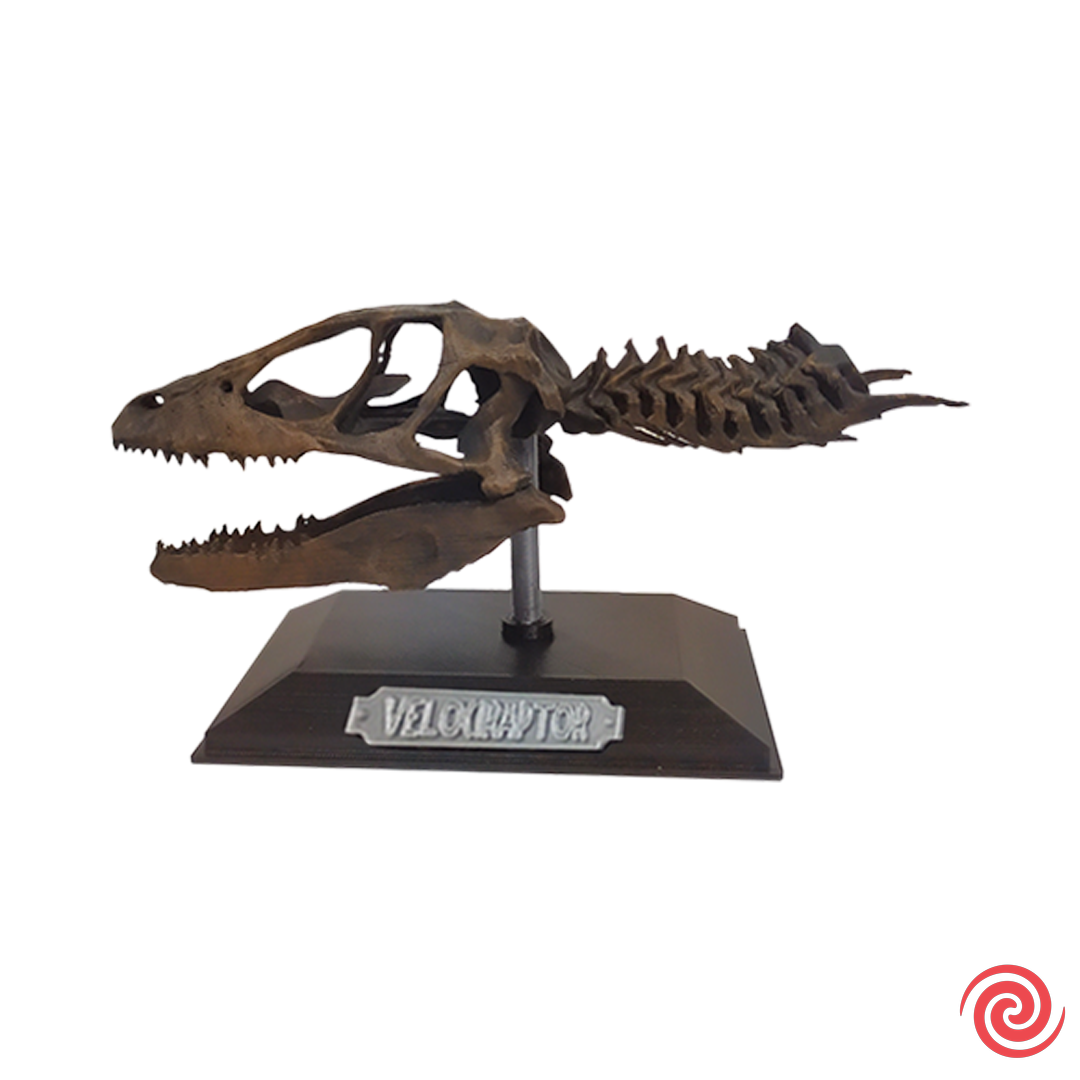 3D Figura Jurassic Park Craneo Museo Velociraptor con Base
