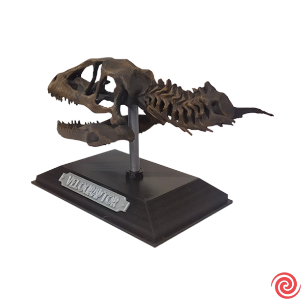 3D Figura Jurassic Park Craneo Museo Velociraptor con Base