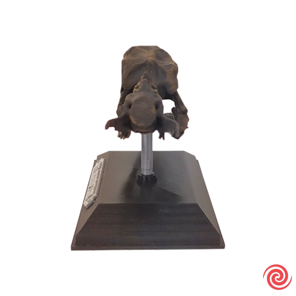 3D Figura Jurassic Park Craneo Museo Velociraptor con Base