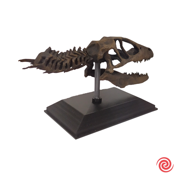 3D Figura Jurassic Park Craneo Museo Velociraptor con Base