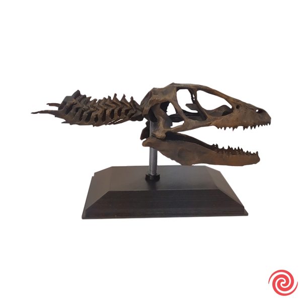 3D Figura Jurassic Park Craneo Museo Velociraptor con Base