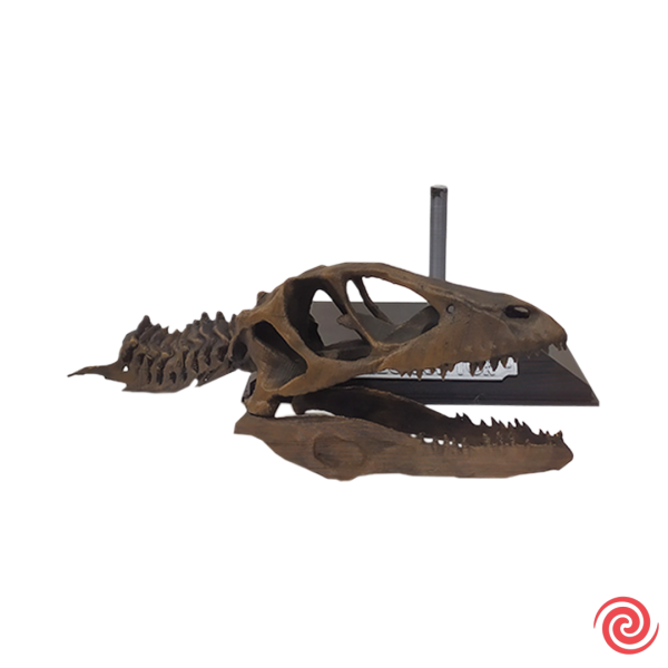 3D Figura Jurassic Park Craneo Museo Velociraptor con Base