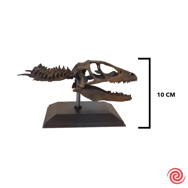 3D Figura Jurassic Park Craneo Museo Velociraptor con Base