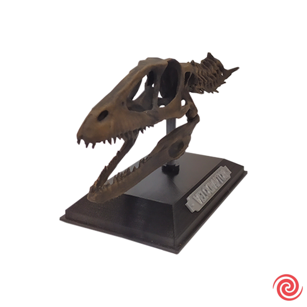 3D Figura Jurassic Park Craneo Museo Velociraptor con Base